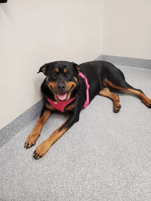 Merrifield Rebecca DVM at Mt Laurel Animal Hospital Picture 4