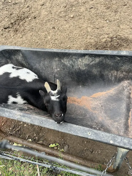 Merrifield Rebecca DVM at Mt Laurel Animal Hospital Picture 8