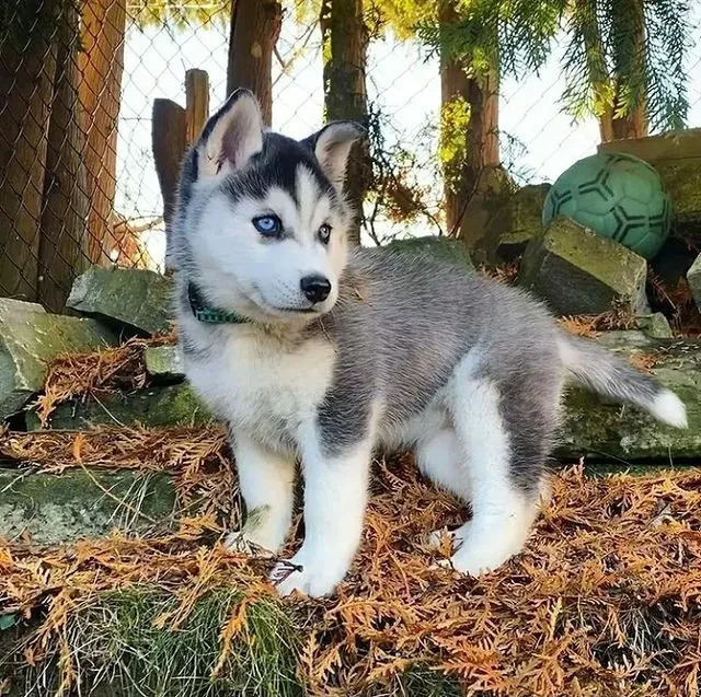 AKC Siberian Husky Puppies Available Picture 1