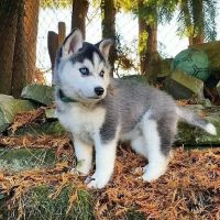 AKC Siberian Husky Puppies Available ico