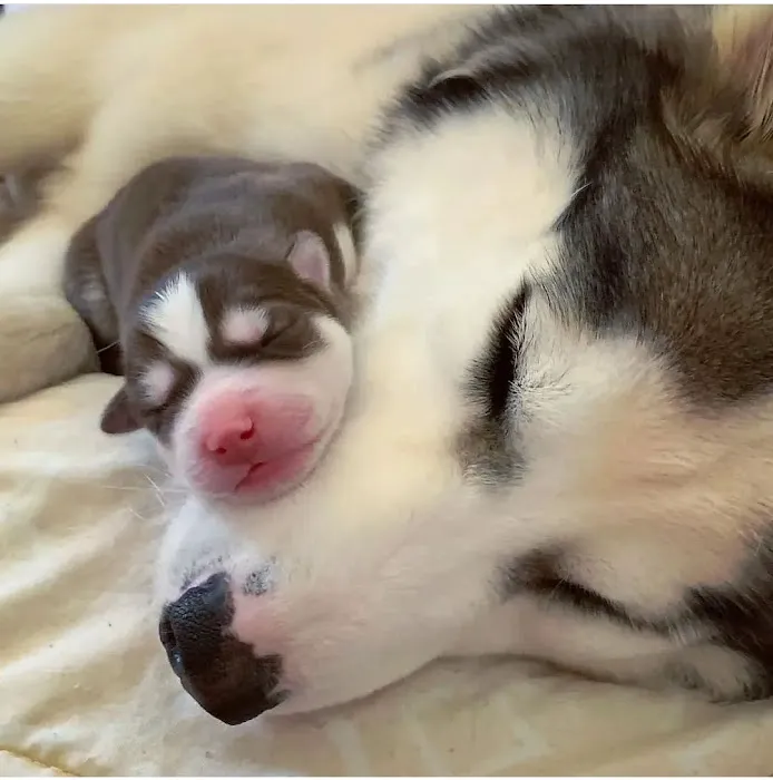 AKC Siberian Husky Puppies Available Picture 3