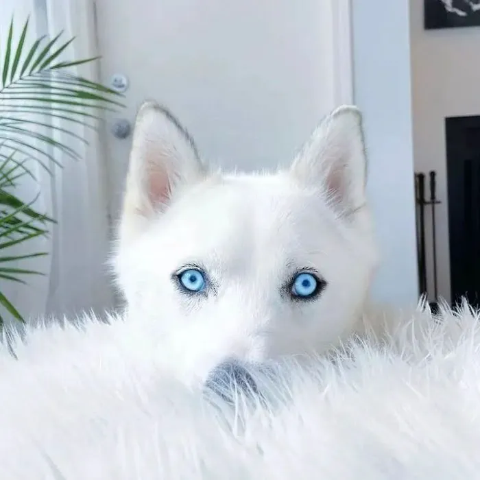 AKC Siberian Husky Puppies Available Picture 4
