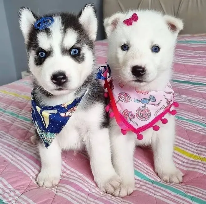 AKC Siberian Husky Puppies Available Picture 5