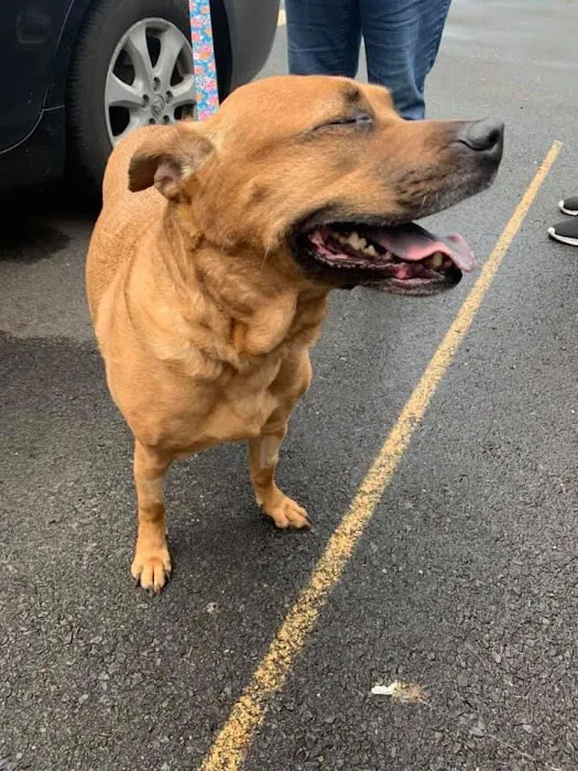 Compassion Veterinary Clinic Picture 1