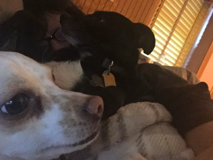 Compassion Veterinary Clinic Picture 6