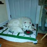 Cinnaminson Animal Hospital