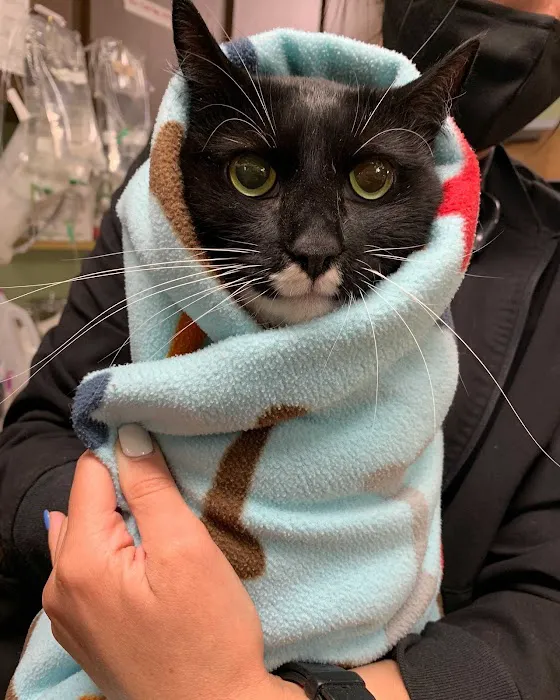 Medford Animal Hospital Picture 4