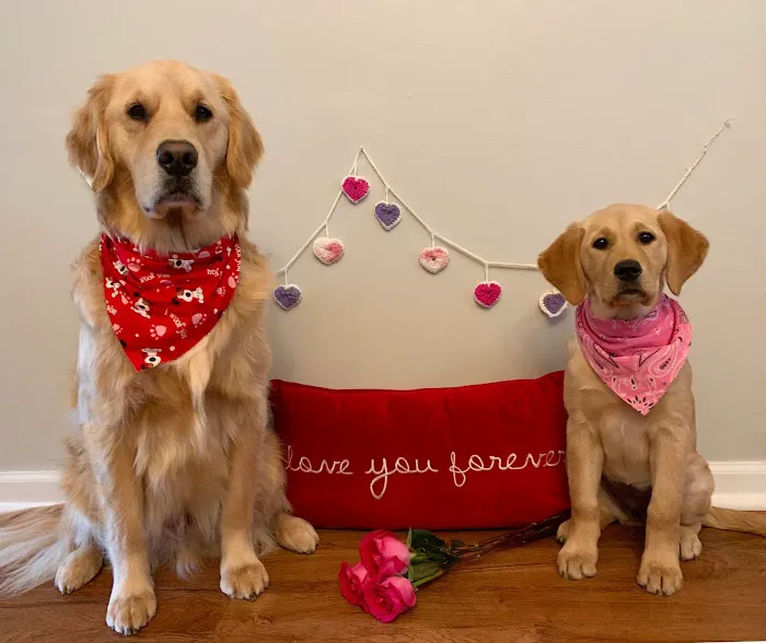 Medford Animal Hospital Picture 5