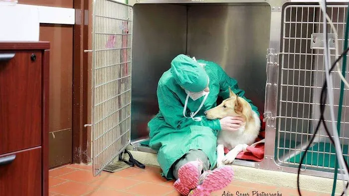 Medford Animal Hospital Picture 6