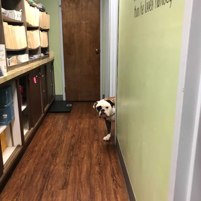 Medford Animal Hospital Picture 10