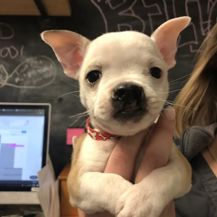 Medford Animal Hospital Picture 8