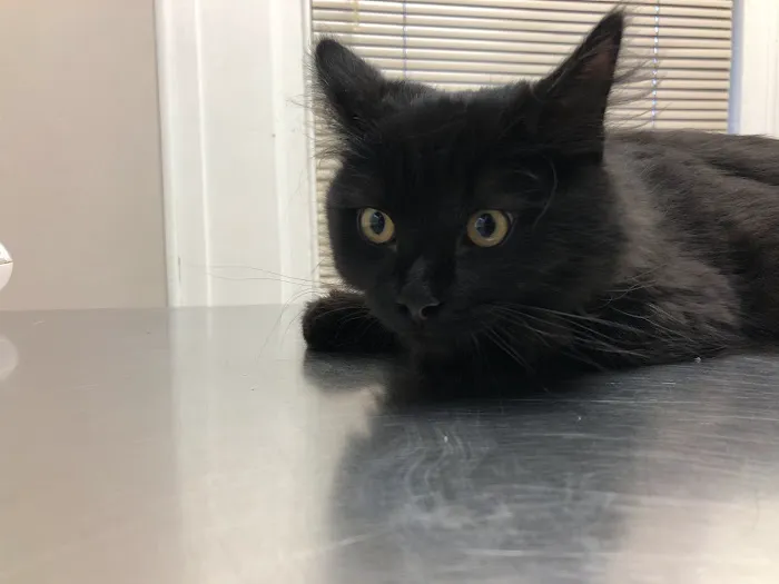 Marlton Animal Hospital Picture 3