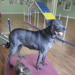 Marlton Animal Hospital
