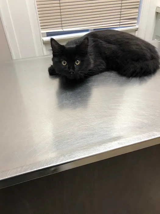 Marlton Animal Hospital Picture 5