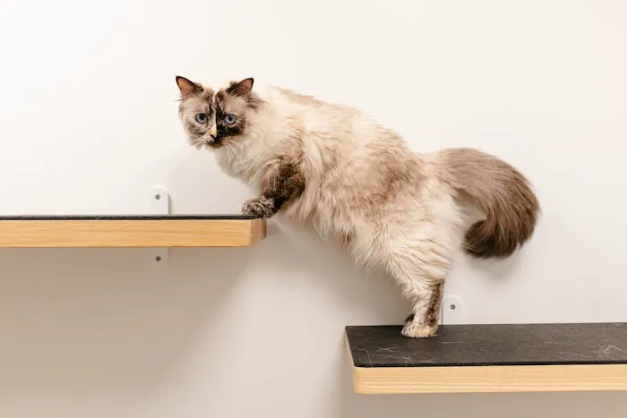 Heart + Paw Picture 1