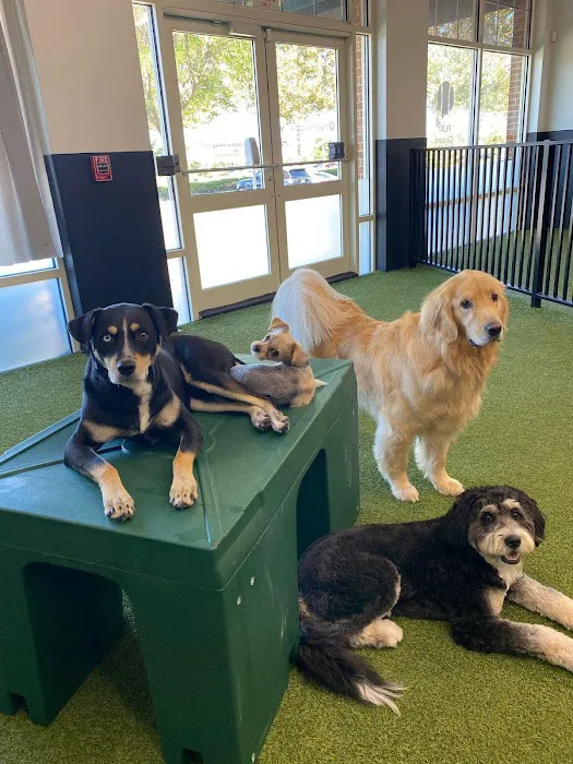 Heart + Paw Picture 6