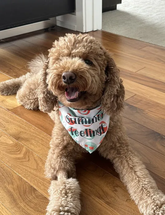 Heart + Paw Picture 5