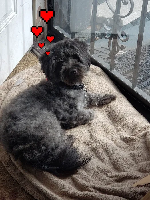 Heart + Paw Picture 9