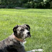 Banfield Pet Hospital ico