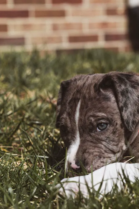 Banfield Pet Hospital Picture 5