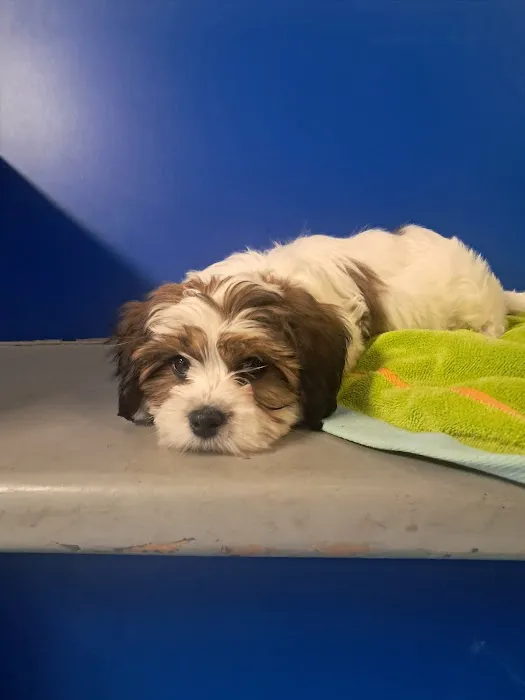 Evesham Veterinary Clinic Picture 1