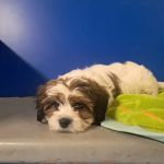 Evesham Veterinary Clinic