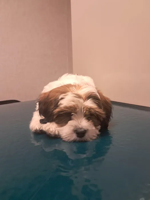 Evesham Veterinary Clinic: Bell Jaclyn DVM Picture 7