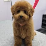 Buck Road Animal Hospital