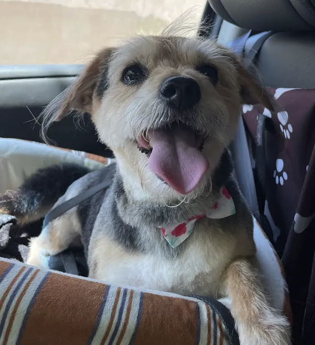 Family Pet Clinic Feasterville Picture 5