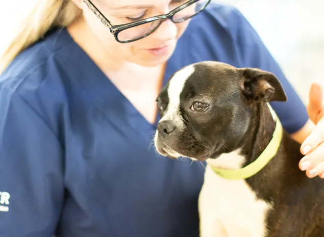 Family Pet Clinic Feasterville Picture 6