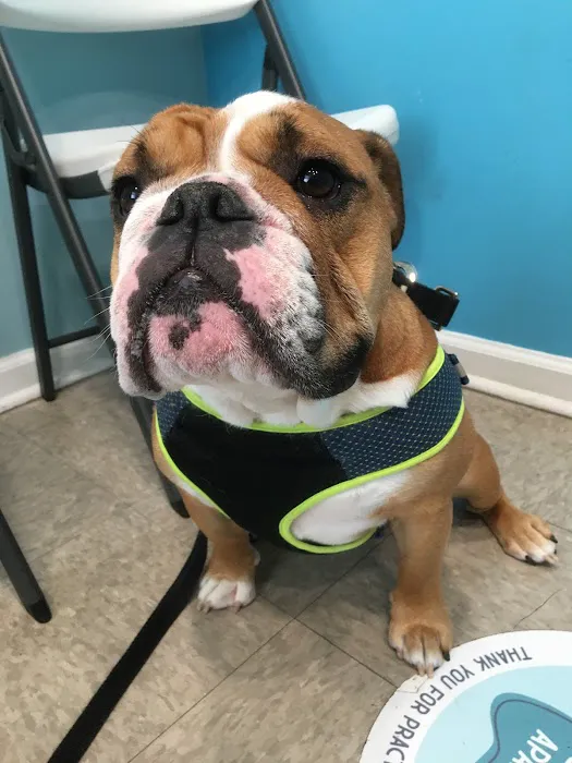 Family Pet Clinic Southampton Picture 5