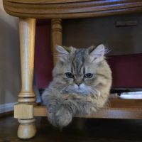 Carley's Cattery ico