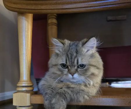 Carley's Cattery