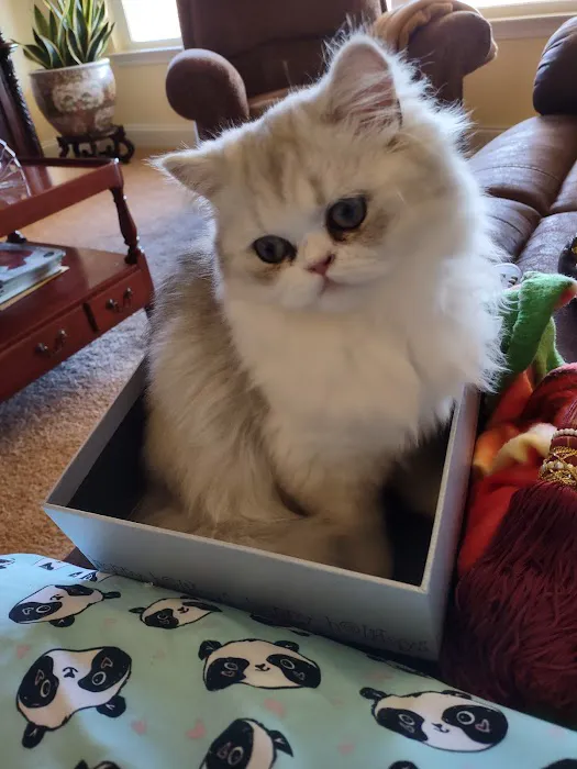 Carley's Cattery Picture 4