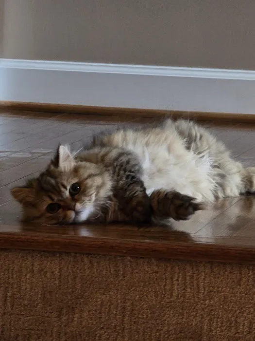 Carley's Cattery Picture 5