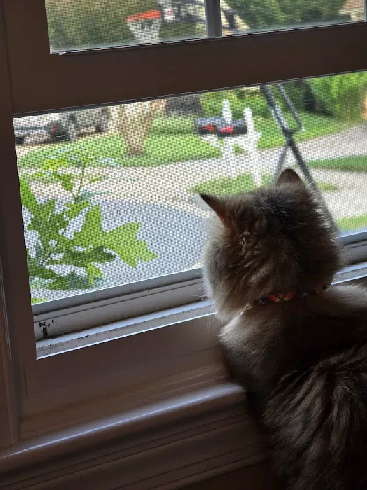 Carley's Cattery Picture 6