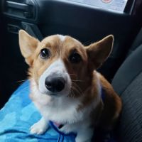 Warminster Veterinary Hospital ico