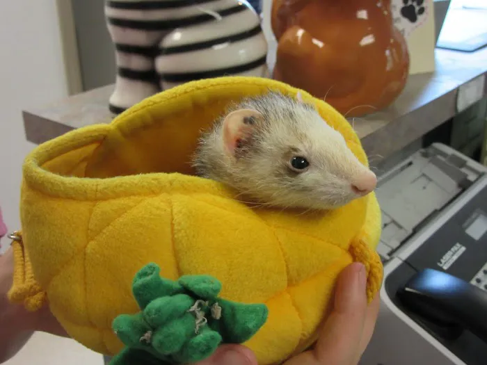 Animal Hospital of Warwick Picture 4