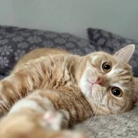 Vetco Vaccination Clinic ico