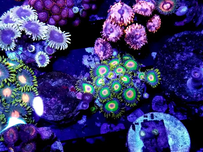 7 Seas Aquatics LLC Picture 6
