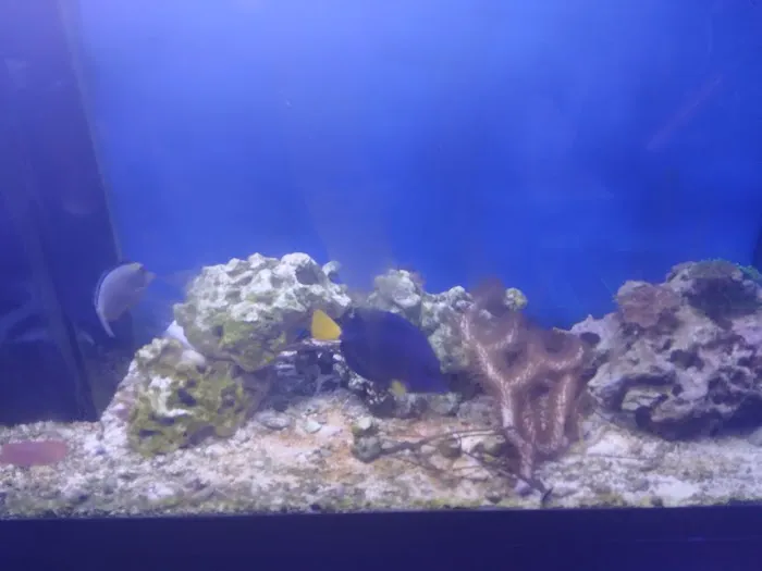 7 Seas Aquatics LLC Picture 5