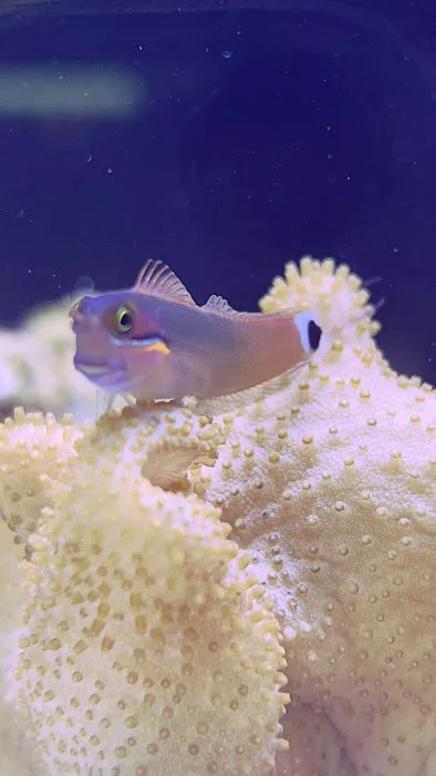 7 Seas Aquatics LLC Picture 10