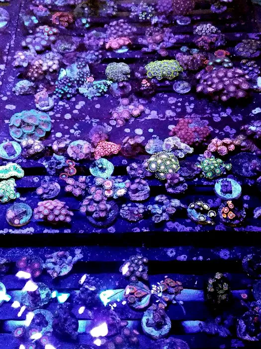 7 Seas Aquatics LLC Picture 9