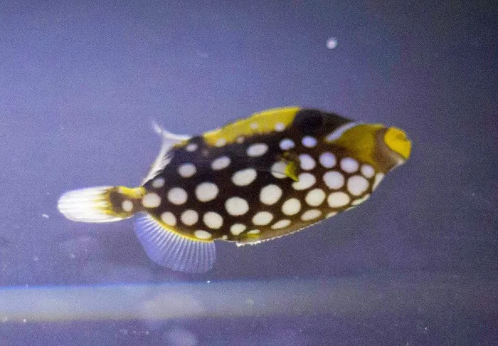 7 Seas Aquatics LLC Picture 8