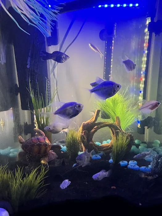 7 Seas Aquatics LLC Picture 7