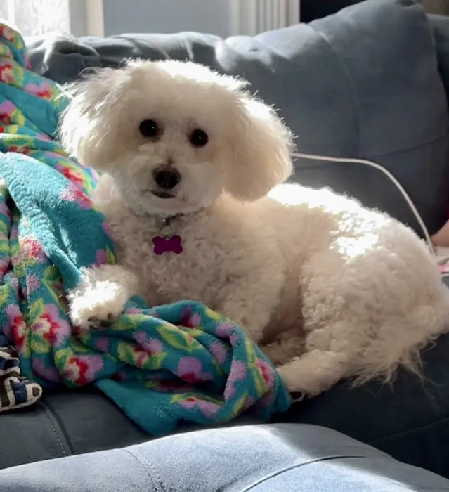 Petco Picture 4