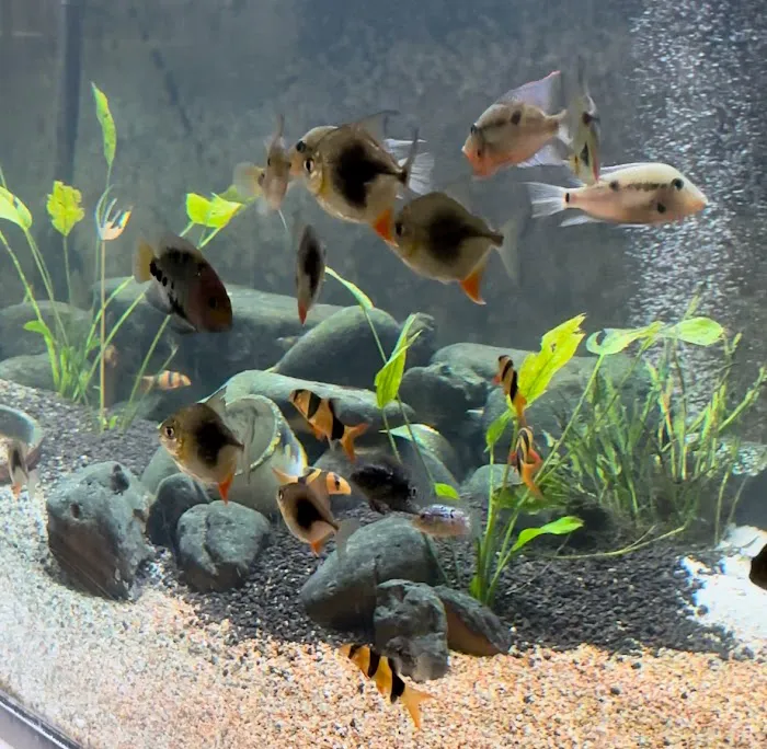 onlinetropicalfish.com Picture 3