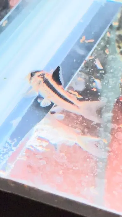 onlinetropicalfish.com Picture 2