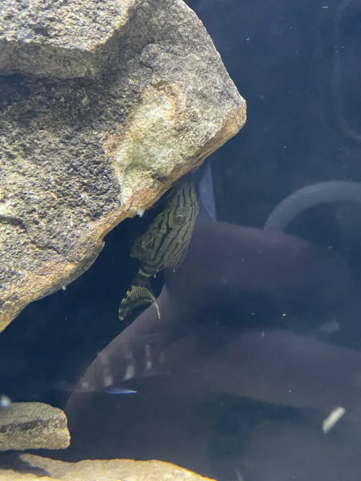 onlinetropicalfish.com Picture 8