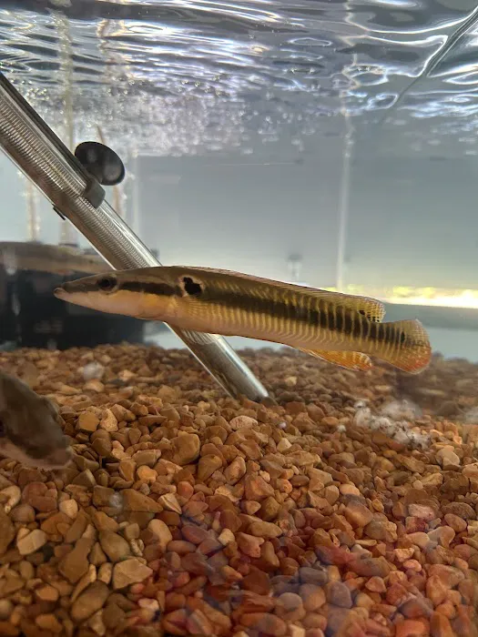 onlinetropicalfish.com Picture 6